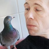 Bồ câu... phải lòng ông chủ