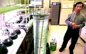 Nhiên liệu từ rong biển