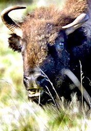 Con người “đuổi” các loài thú lớn