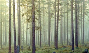 Rừng ngày càng ít hấp thu CO<sub>2</sub>