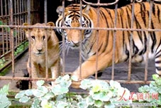 Cọp và sư tử “phải lòng” nhau