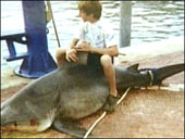 12 tuổi câu được con cá mập to kỷ lục