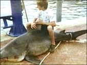 12 tuổi câu được con cá mập to kỷ lục