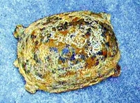 Rùa đá 100 triệu năm