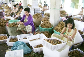 Xuất khẩu trái cây với tư duy mới