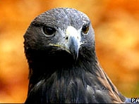 Thuê đại bàng tuần tra sân bay