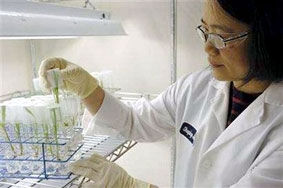 Chạy đua phát triển cây lương thực chịu hạn