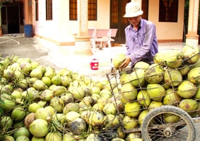 Nhiều thương lái đổ về Trà Vinh thu mua dừa trái