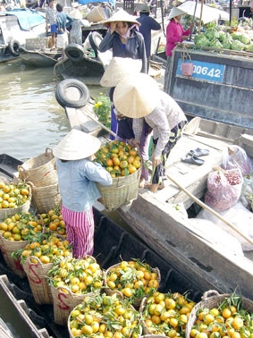 Lái trái cây ở chợ nổi