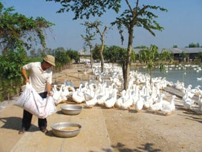 Liên kết để khôi phục, phát triển chăn nuôi bền vững ở ĐBSCL