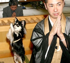 Chó cũng biết khấn vái