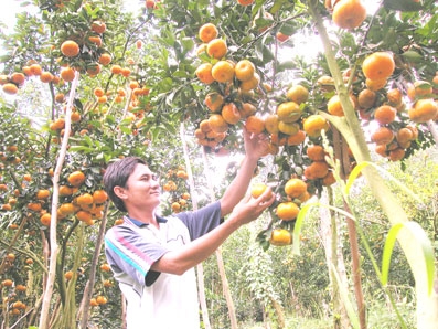 Giá sẽ tăng vào cận Tết ?