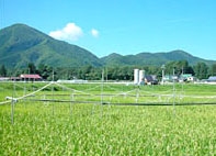 Khí hậu biến đổi đe dọa ruộng lúa Nhật Bản