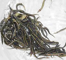 Sản xuất thành công giống cá chạch lấu nhân tạo