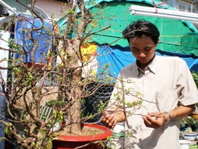 Rực rỡ mai vàng