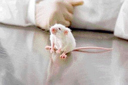 Họ nhà Tí trong thế giới khoa học