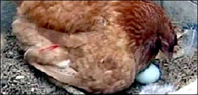 Gà đẻ trứng xanh