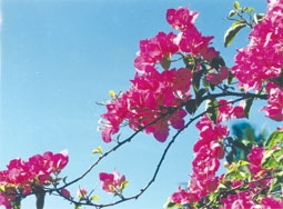 Khoảng lắng mùa xuân