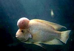 Đưa cá la hán lên trời