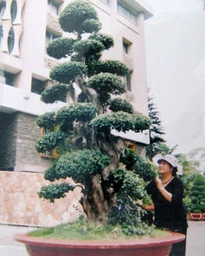 "Cô Nguyệt Quới"