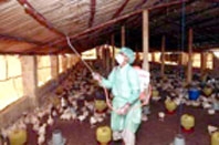 Cúm gia cầm đang trở lại châu Á