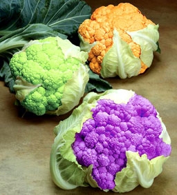 “Bông cải cầu vồng”