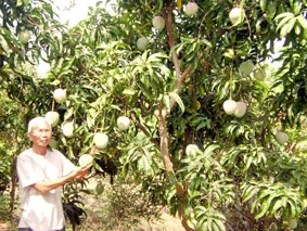 Một nông dân trồng thành công giống xoài Samen (Úc)