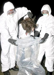 Vì sao H5N1 vẫn nguy hiểm?