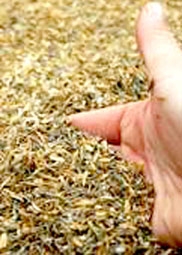 Chế tạo chất cách nhiệt từ trấu