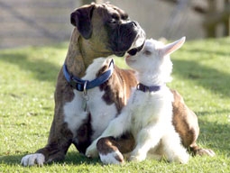 Cha chó nuôi con dê