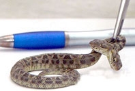 Những con vật sinh ra có hai đầu