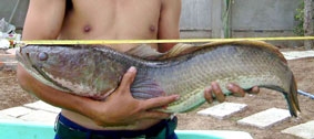Bạc Liêu: Cá lóc nặng 7kg
