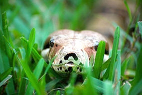 Lăng kính thế giới