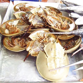 Thăng trầm với con sam