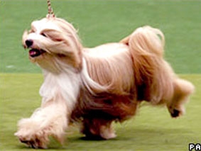 "Thượng đế" bốn chân