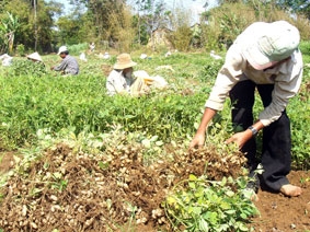 Trà Vinh: Giá đậu phộng lên đến 140.000 đồng/giạ