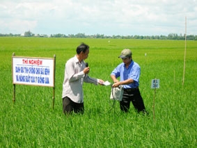 Cần coi trọng giống lúa chất lượng