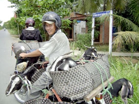 "Bão giá" càn quét gia súc