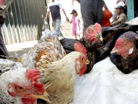 Vi-rút H5N1 có dấu hiệu biến thể