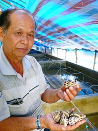 Người khai sinh nghề nuôi ốc hương ở Phú Quốc