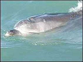 Cá heo cứu cá voi