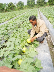 Ra đảo trồng... rau!