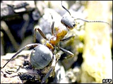 Lăng kính thế giới