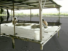 Dân nuôi cá tra "ngồi trên lửa"...