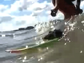 Chuột lướt sóng