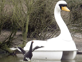 Thiên nga “phải lòng” thuyền thiên nga