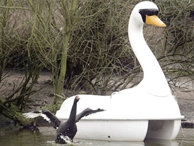 Thiên nga “phải lòng” thuyền thiên nga