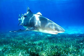 Cá mập có thể dự báo khí tượng