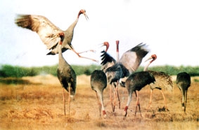 Tràm Chim, mùa sếu đỏ bay về