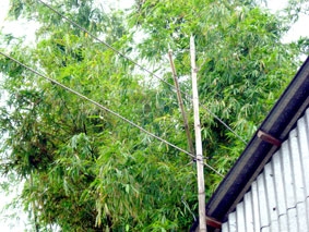 Thu chi nhập nhằng, xã viên bất bình